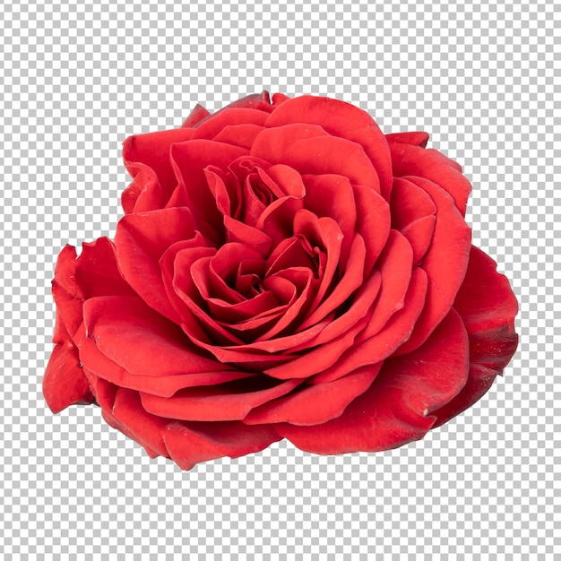 Renderização isolada de flor rosa vermelha