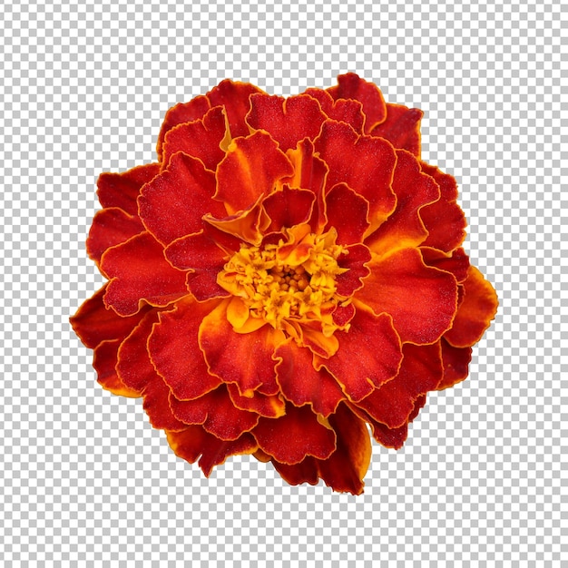 PSD renderização isolada de flores de margarida castanha