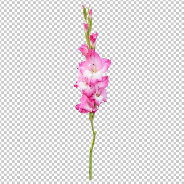 PSD renderização isolada de haste de flor de gladíolo rosa