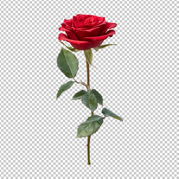 PSD renderização isolada de haste de flor rosa