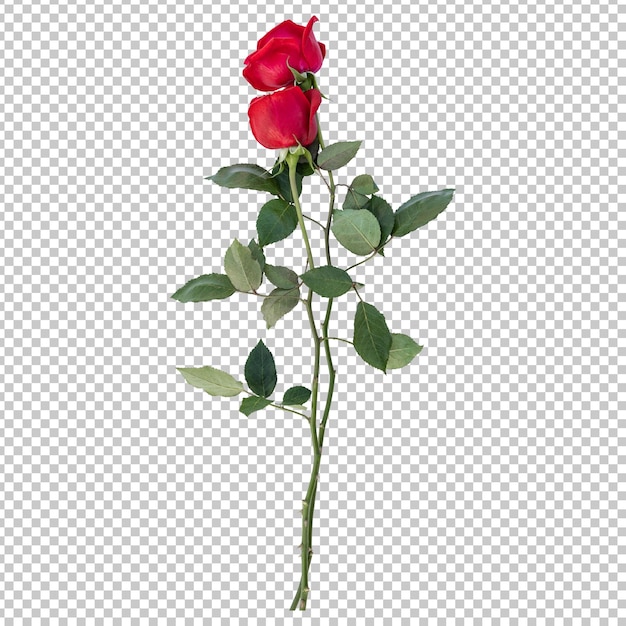 Renderização isolada de hastes de flores rosas