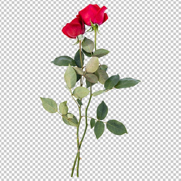 Renderização isolada de hastes de flores rosas