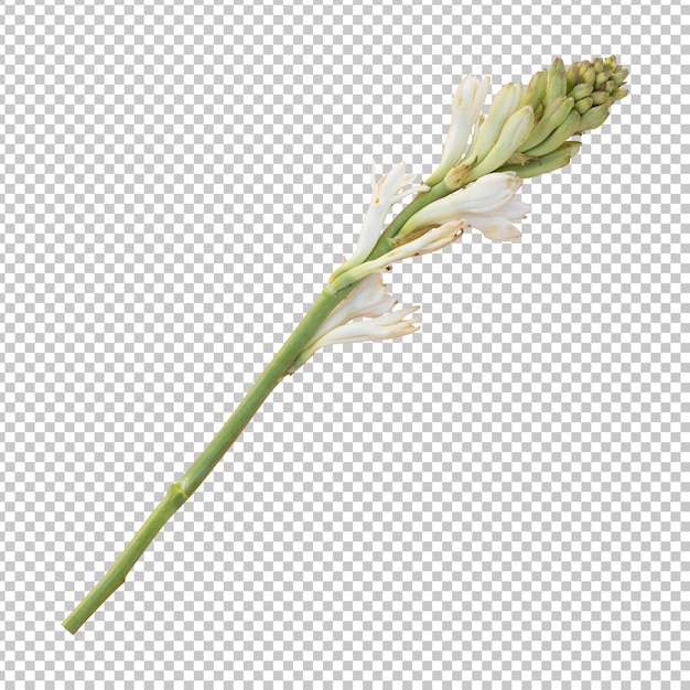 Renderização isolada do caule da flor de tuberosa