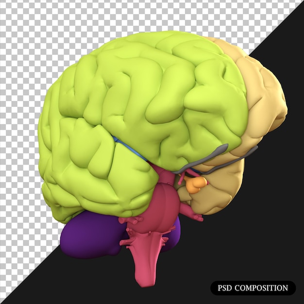 PSD renderización 3d aislada del cerebro de psd