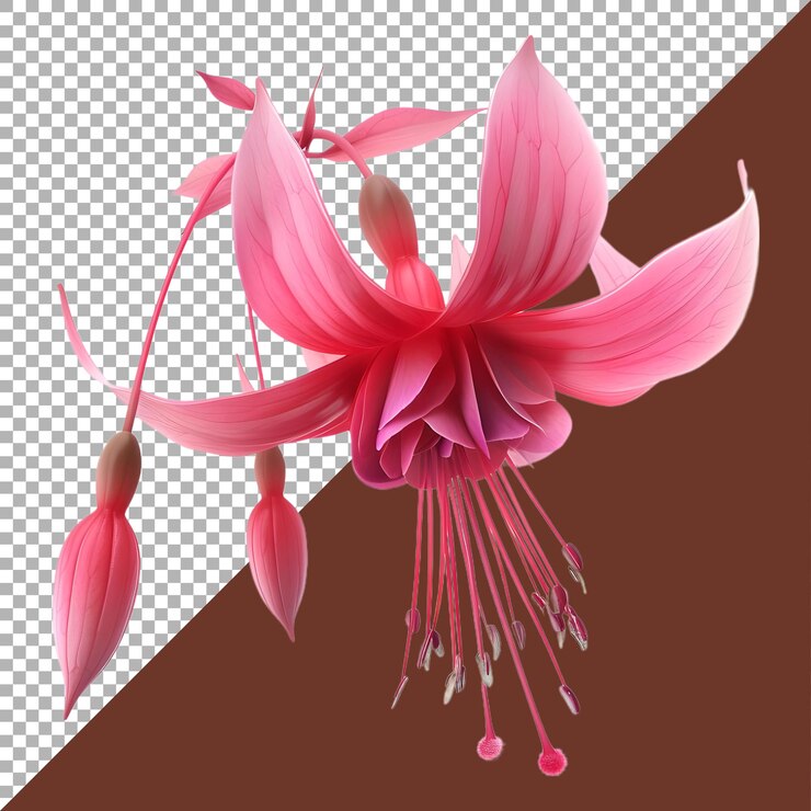PSD renderización 3d de una flor nicona macartney o fuchsia en un fondo transparente generado por ai