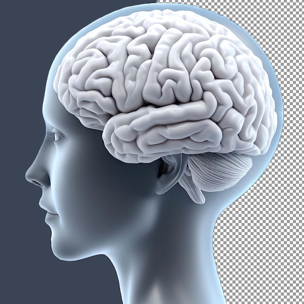 PSD renderización 3d muy detallada del cerebro humano png