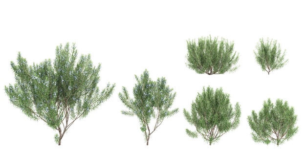 Renderización en 3D de plantas de romero en un fondo transparente