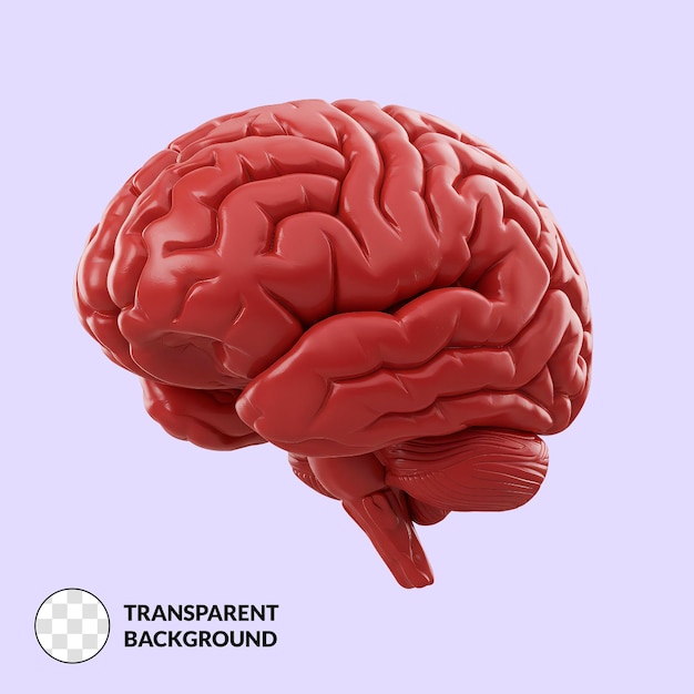 Renderización 3D realista de un cerebro humano con un fondo transparente