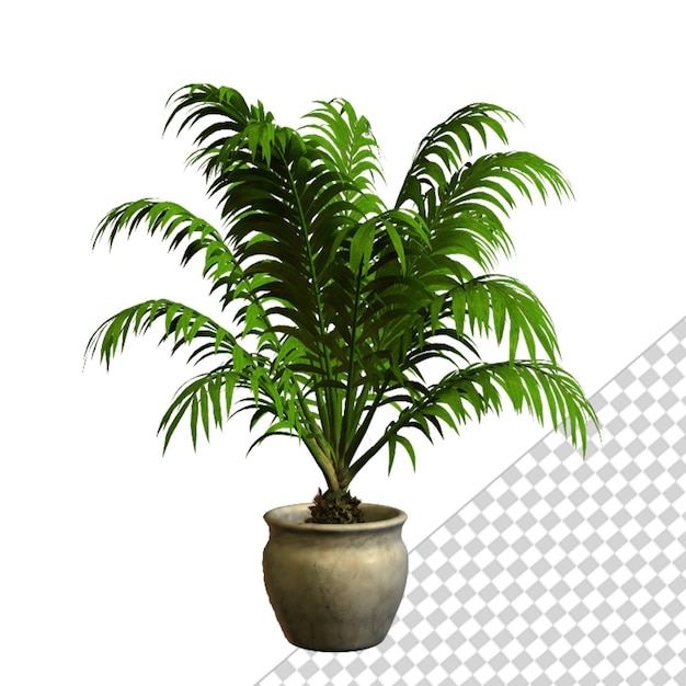 Renderización PSD 3d de la palmera de la planta de interior aislada sobre un fondo transparente
