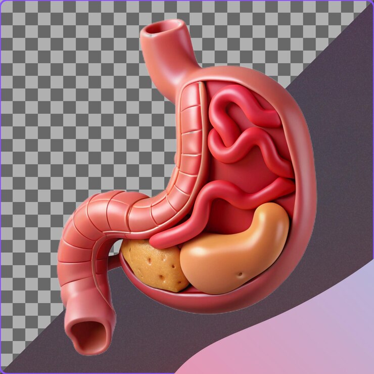 PSD renderizado en 3d de la anatomía del estómago humano