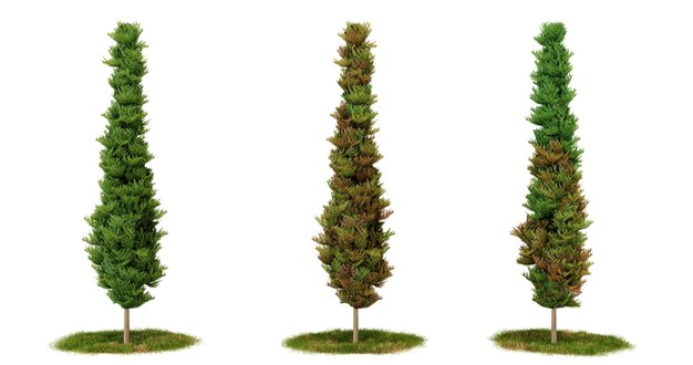 Renderizado en 3D de árboles verdes altos aislados sobre un fondo negro