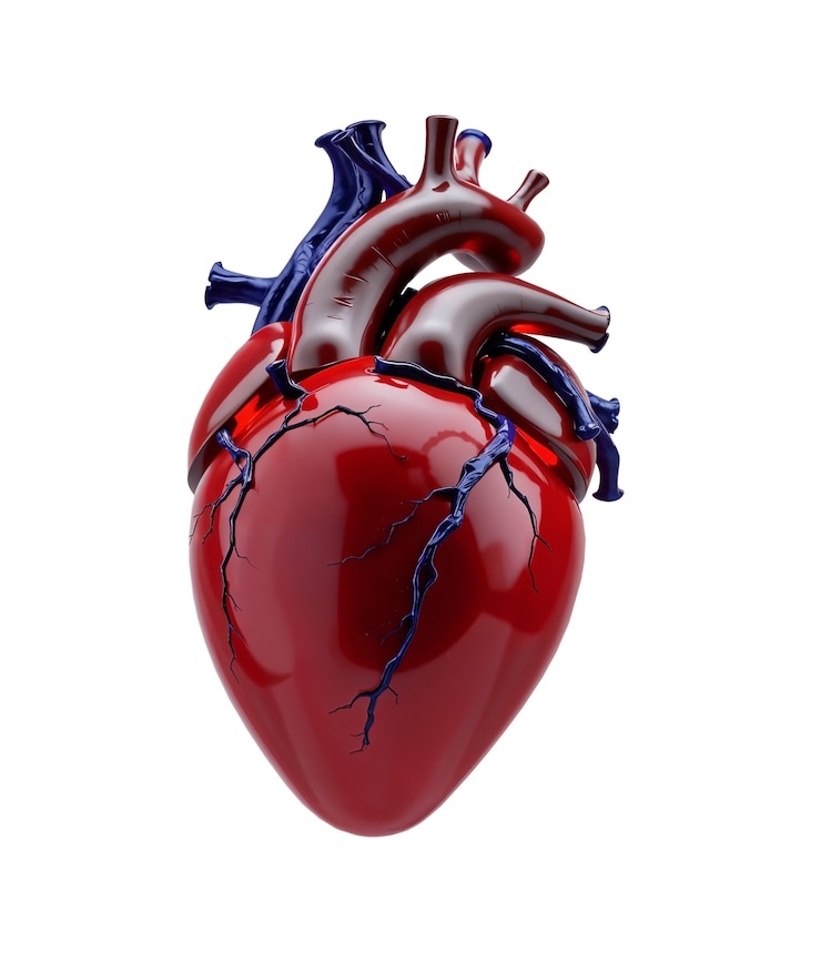 PSD renderizado en 3d de un corazón realista