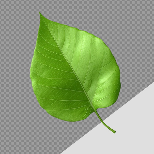 PSD renderizado en 3d de una hoja png aislada sobre un fondo transparente