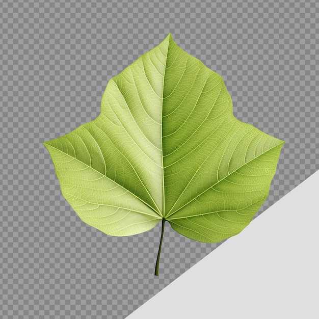 PSD renderizado en 3d de una hoja png aislada sobre un fondo transparente