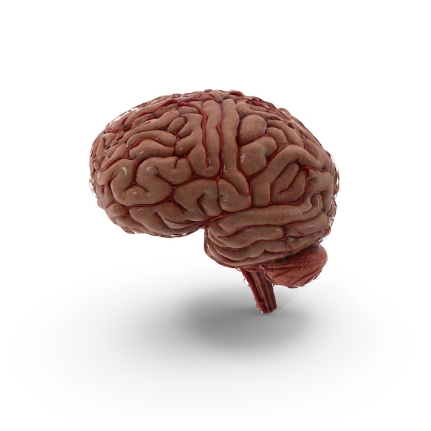 Renderizado detallado en 3D de un cerebro humano