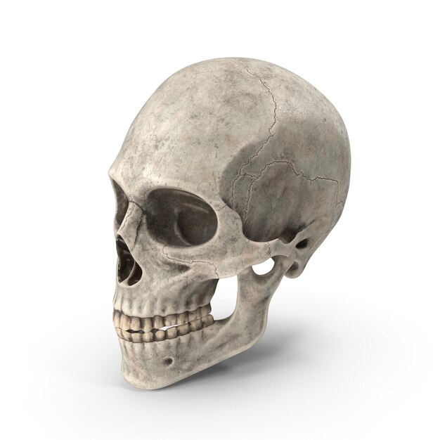 Renderizado detallado del cráneo humano