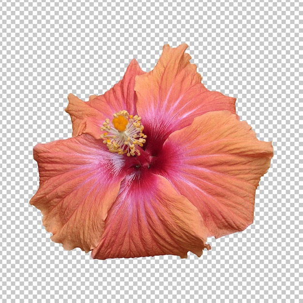 PSD rendez-vous isolé de fleurs d'hibiscus orange rose