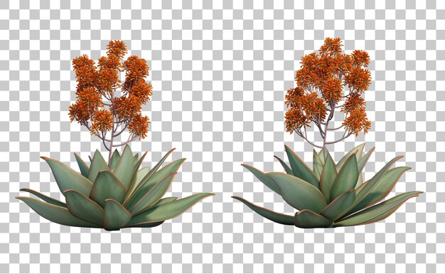 PSD rendu 3d d'aloe striata