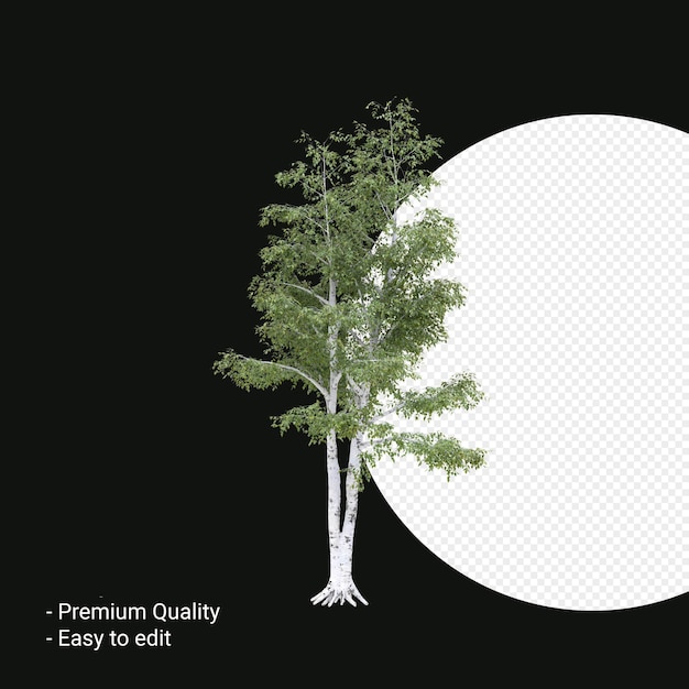 PSD rendu 3d de l'arbre betula pendula isolé sur fond transparent