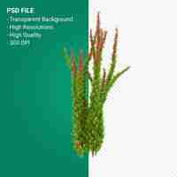 PSD rendu 3d arbre muhlenbergia rigen isolé sur fond transparent