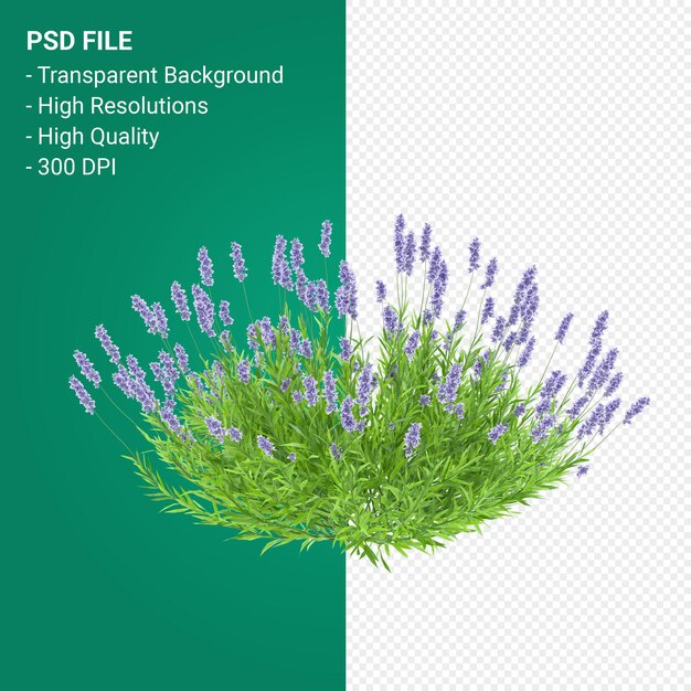 PSD rendu 3d arbre muhlenbergia rigen isolé sur fond transparent