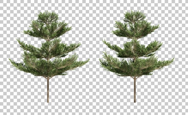 PSD rendu 3d d'arbres terminalia ivorensis