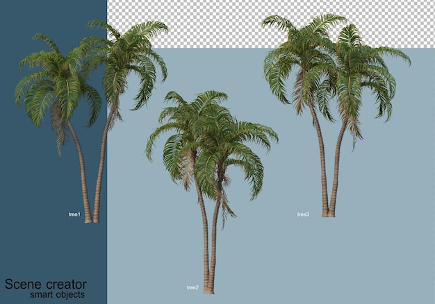 Rendu 3D de beaux arbres sous différents angles isolés