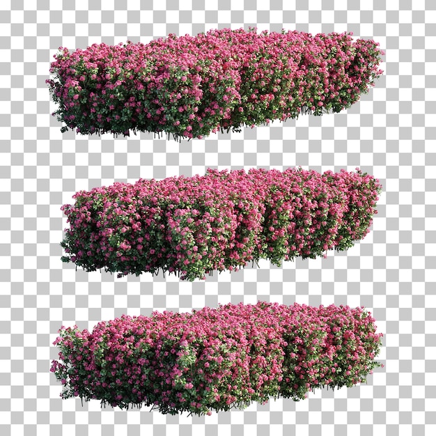 PSD rendu 3d des buissons d'euphorbia milii