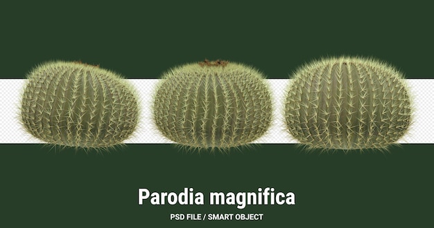 PSD rendu 3d de cactus isolé