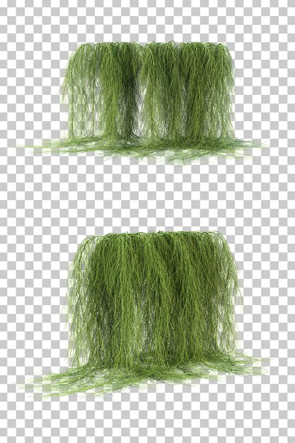 Rendu 3D de Casuarina Glauca