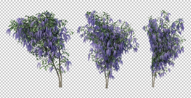 Rendu 3d De La Collection D'arbres Queen's Wreath