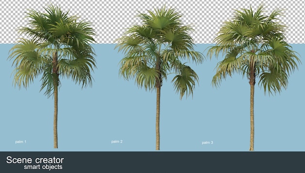 Rendu 3D de divers types de palmiers
