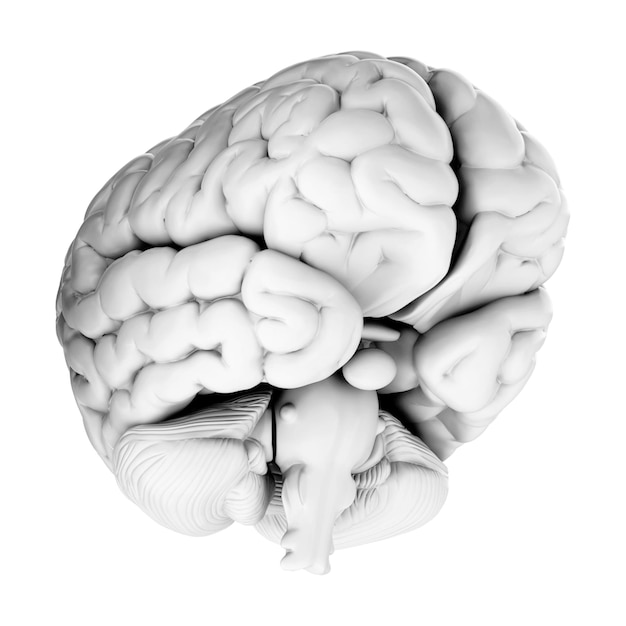 Rendu 3D du cerveau humain isolé sur fond transparent