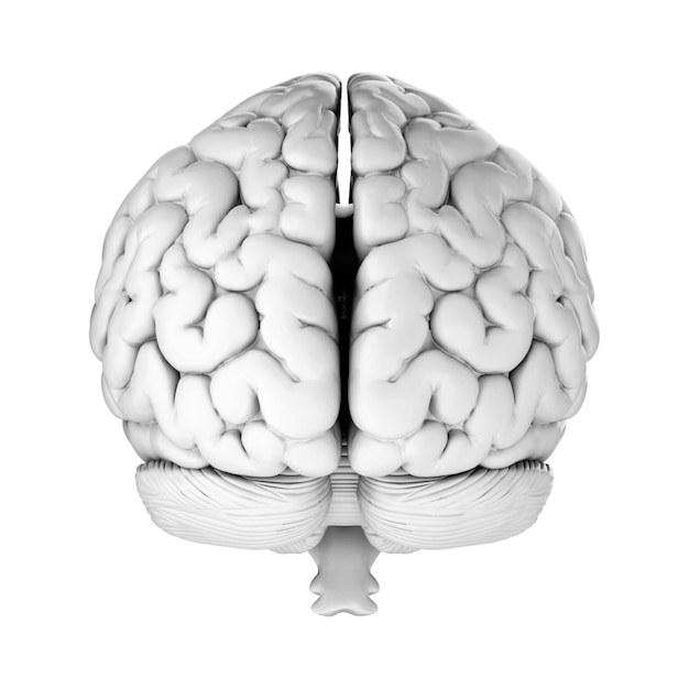 PSD rendu 3d du cerveau humain isolé sur fond transparent