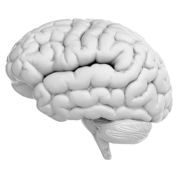 PSD rendu 3d du cerveau humain isolé sur fond transparent