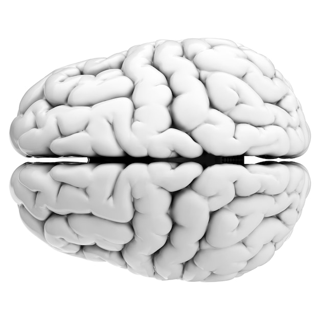 Rendu 3d Du Cerveau Humain Isolé Sur Fond Transparent