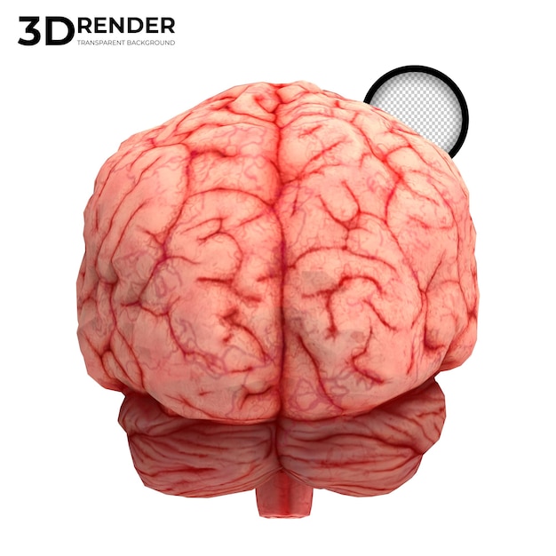 PSD rendu 3d du cerveau humain isolé