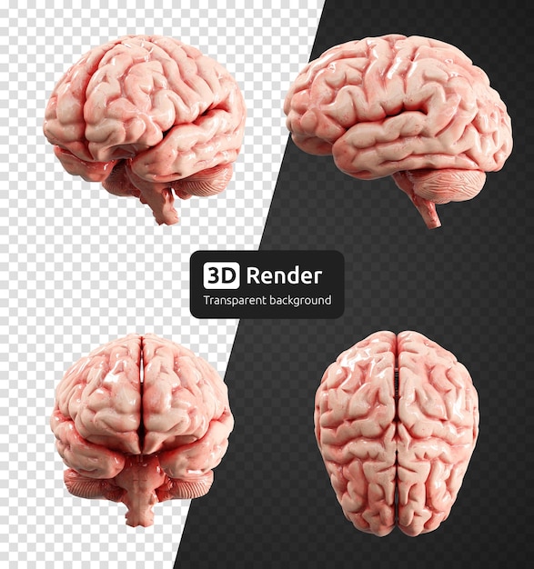 PSD rendu 3d du cerveau humain isolé