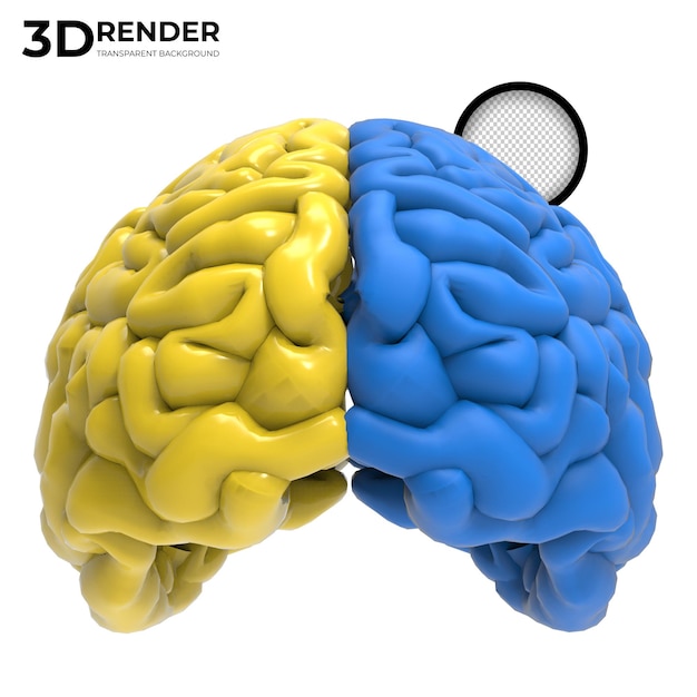 PSD rendu 3d du cerveau humain jaune et bleu isolé