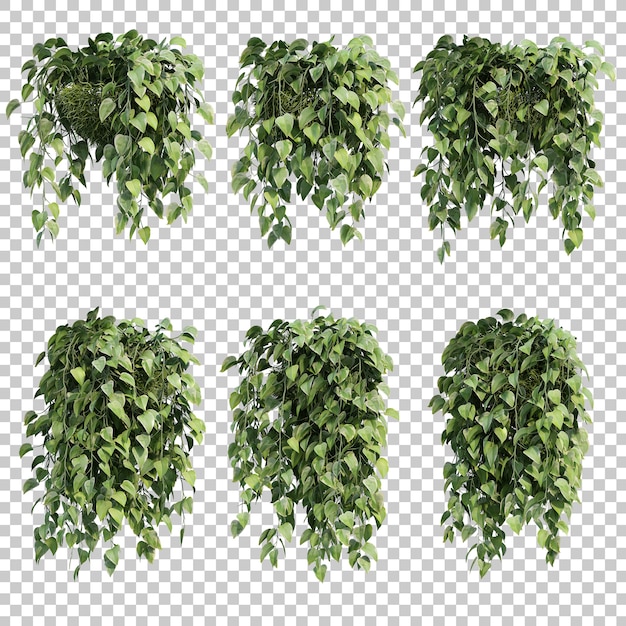 Rendu 3D de Epipremnum aureum