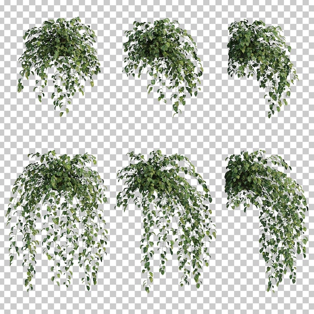 Rendu 3D de Epipremnum aureum