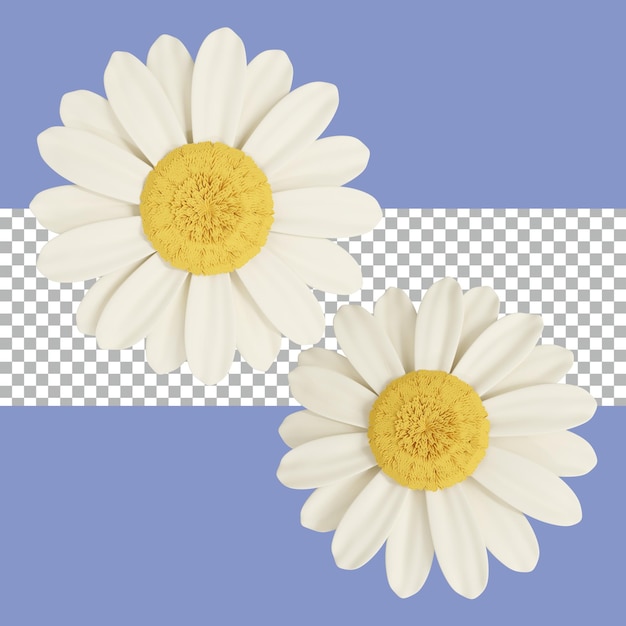 rendu 3d fleurs de marguerite transparent premium psd