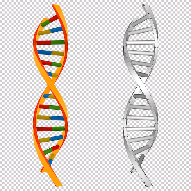 Rendu 3D et gène d'ADN coloré non rendu