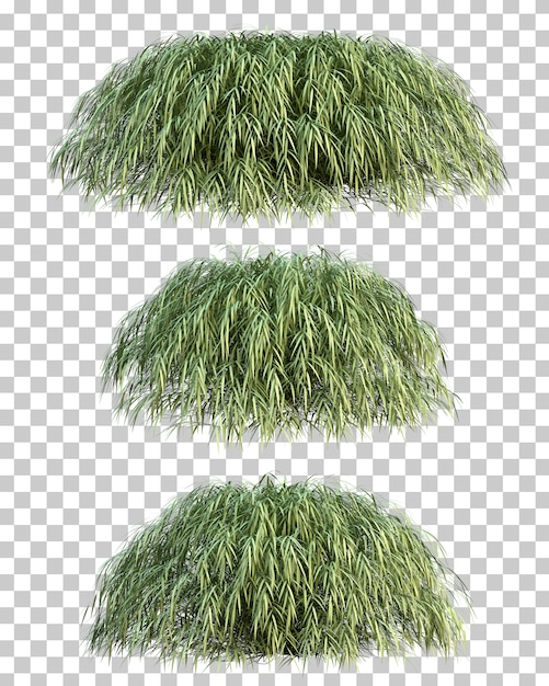 Le rendu 3D de l'herbe de la forêt japonaise