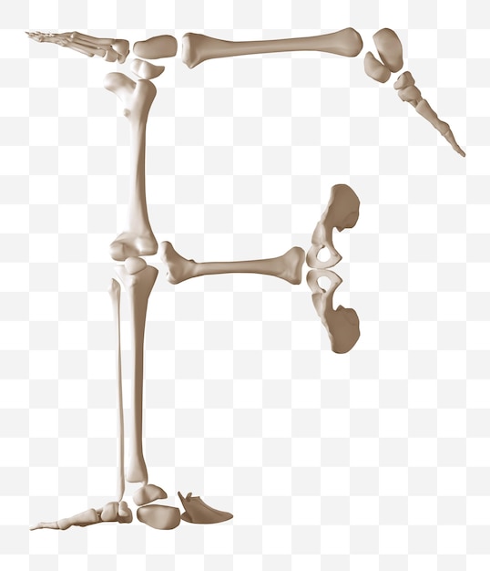 Rendu 3D de la lettre de l'alphabet f faite d'os humains fichier PSD isolé