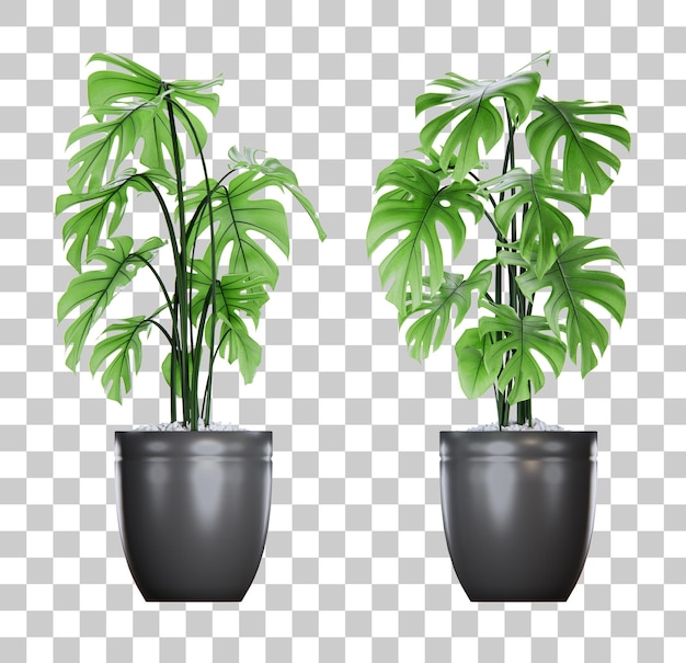 PSD rendu 3d de plante en pot tropical isométrique