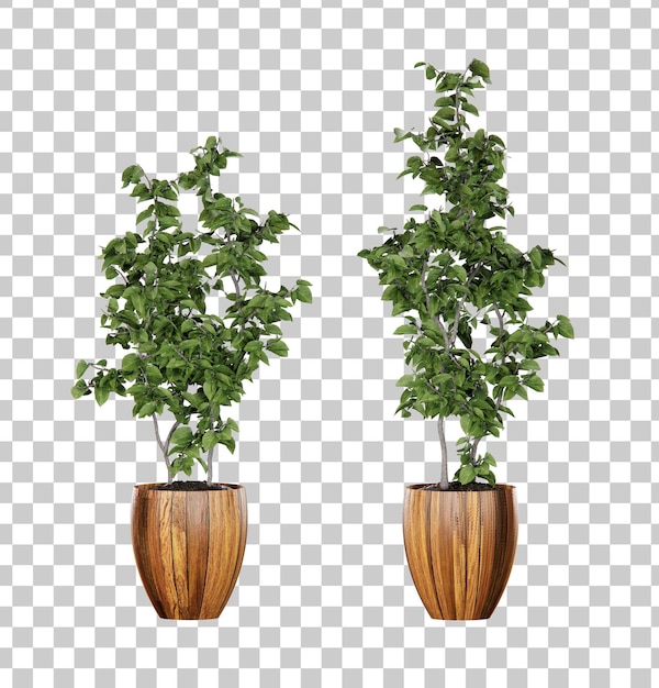 PSD rendu 3d en pot de plante isométrique