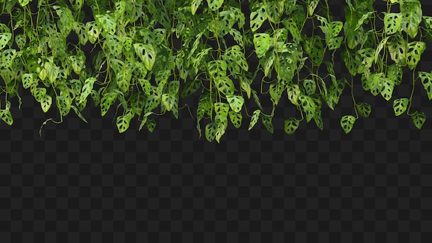 Le rendu 3D de la suspension de premier plan Monstera Adansonii isolé