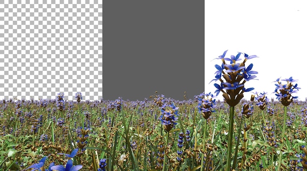 Le rendu 3D transparent de la fleur de lavande png