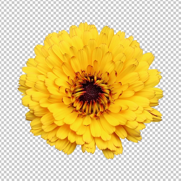 PSD rendu isolé de fleur de calendula jaune